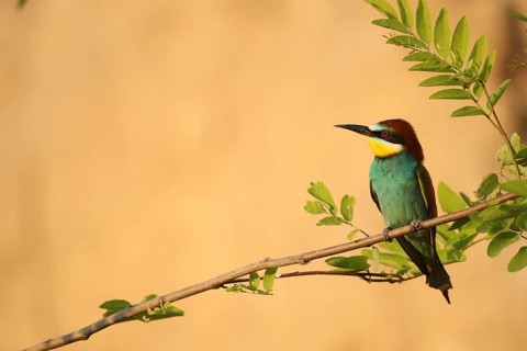 European bee-eater
