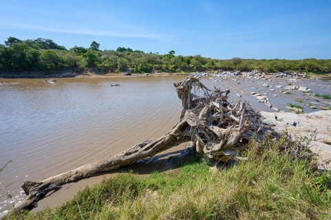 River landscape with uprooted tree
