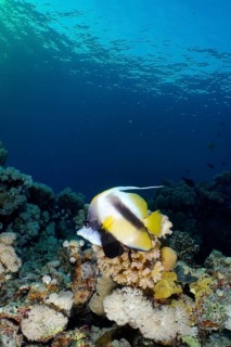 Red sea bannerfish
