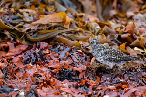 Dunlin