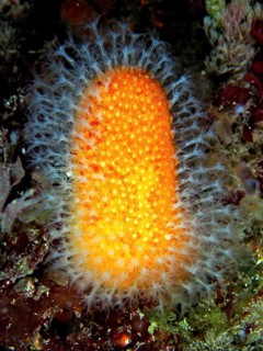 Dead man's fingers