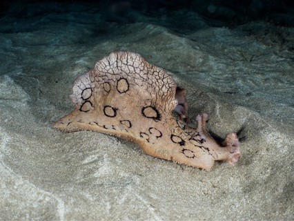 Spotted sea hare