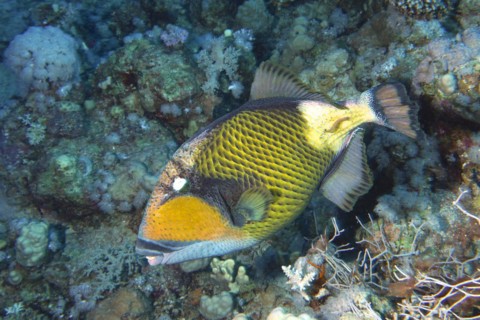 Titan triggerfish