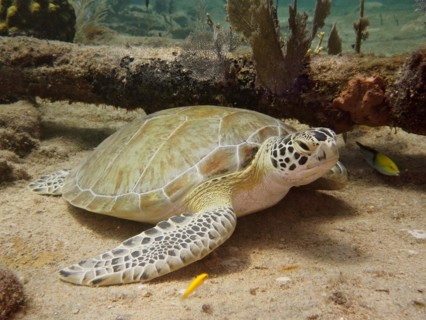 Hawksbill turtle