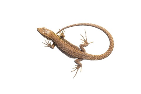 Sand lizard