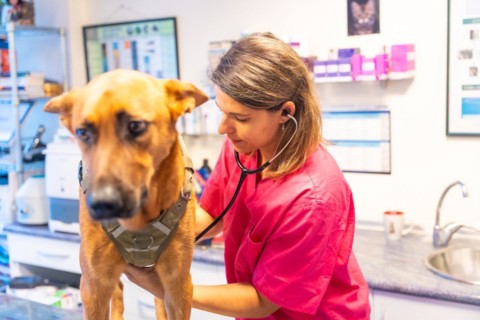 Veterinary clinic