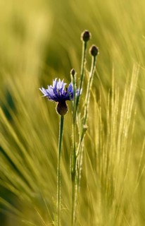 Cornflower