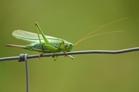 Great green bush cricket