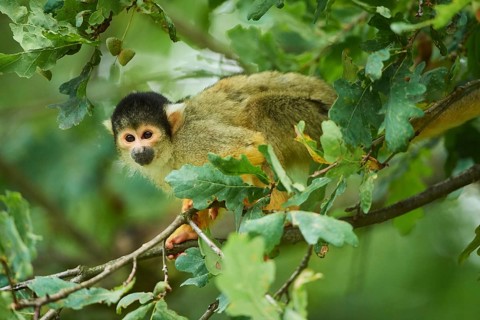 Common squirrel monkey