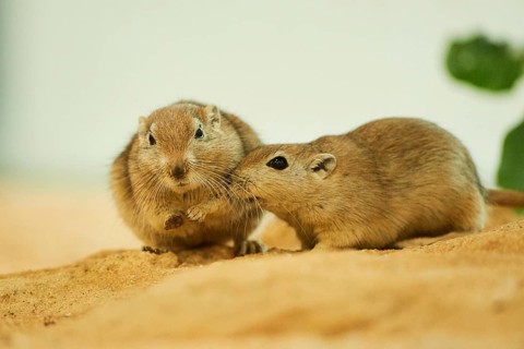 Fat sand rat