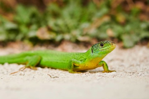 European green lizard