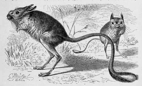 Great jerboa