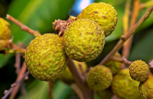 Longan