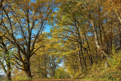 Path in autumn forest