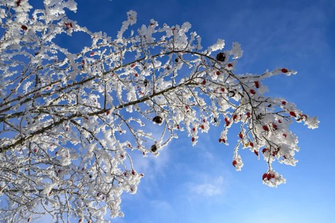 Rosehips