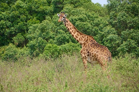 Masai giraffe