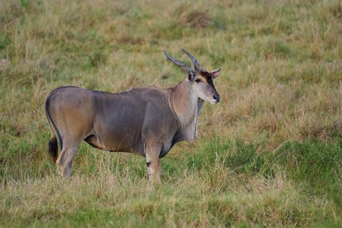 Common eland