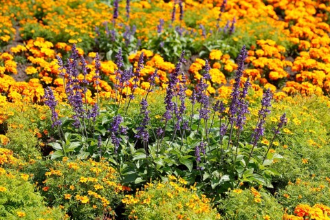 Common lavender