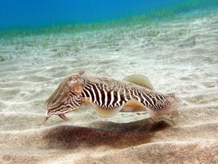 Common cuttlefish