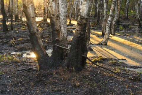 Moor fire