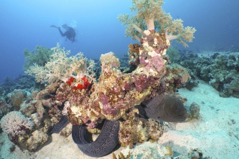 Giant Moray