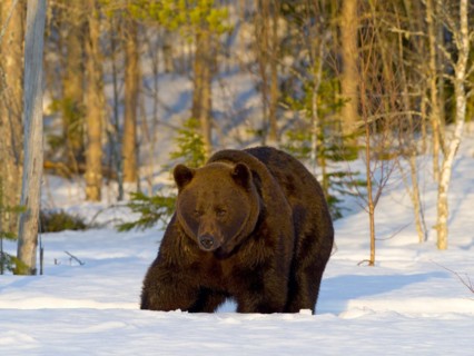 European brown bear