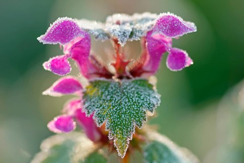 Flowering red deadnettle