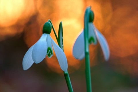 Common snowdrop