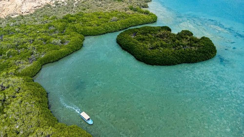 Aerial of the Mangrove forest
