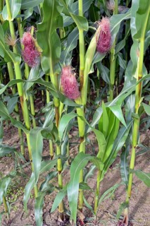 Corn