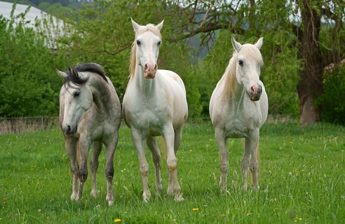 Horses