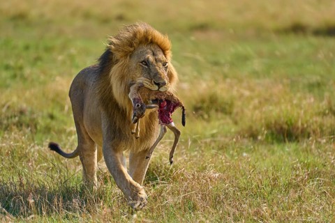 African lion