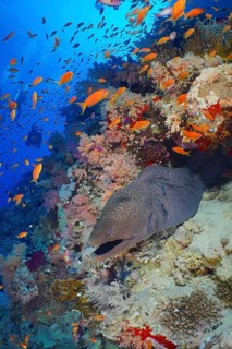 Giant Moray