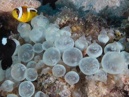 Bubble-tip anemone