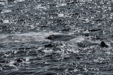 Sperm whale