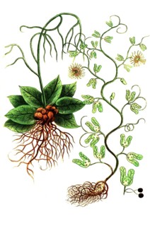 Botany