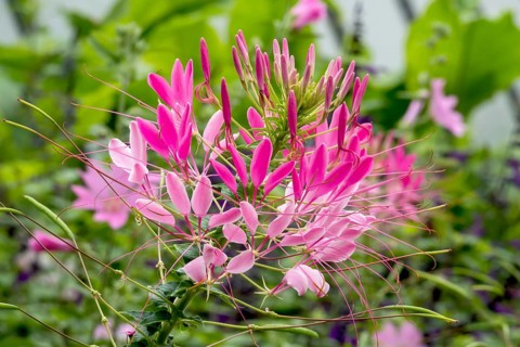 Spider flower or spiny spiderflower