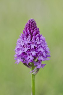 Pyramidal orchid