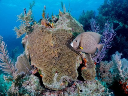 Gray angelfish