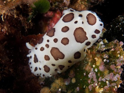 Leopard snail