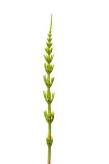 Field horsetail