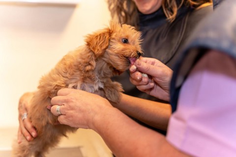 Veterinary clinic