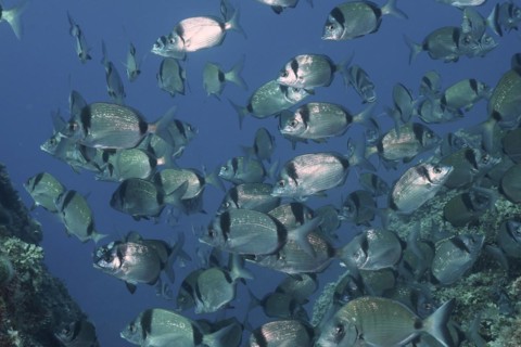 Group