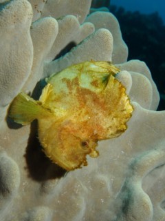 Leaf scorpionfish