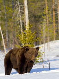 European brown bear