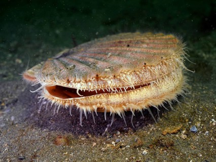Great scallop