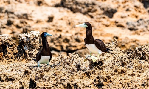 Brown Booby