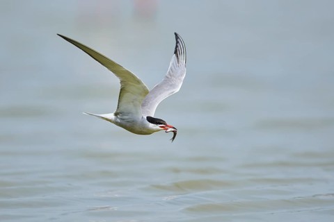 Elegant tern