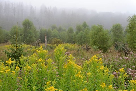 Goldenrod
