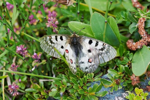 Alpine Apollo